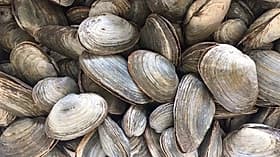 Live Clams - 100 count